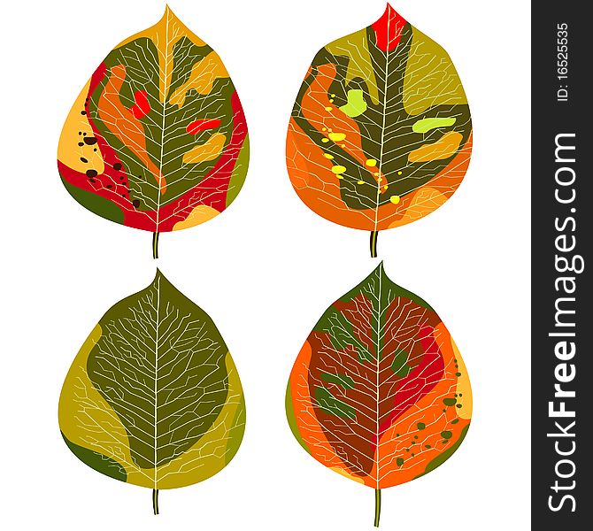 Illustration of four autumn leaves