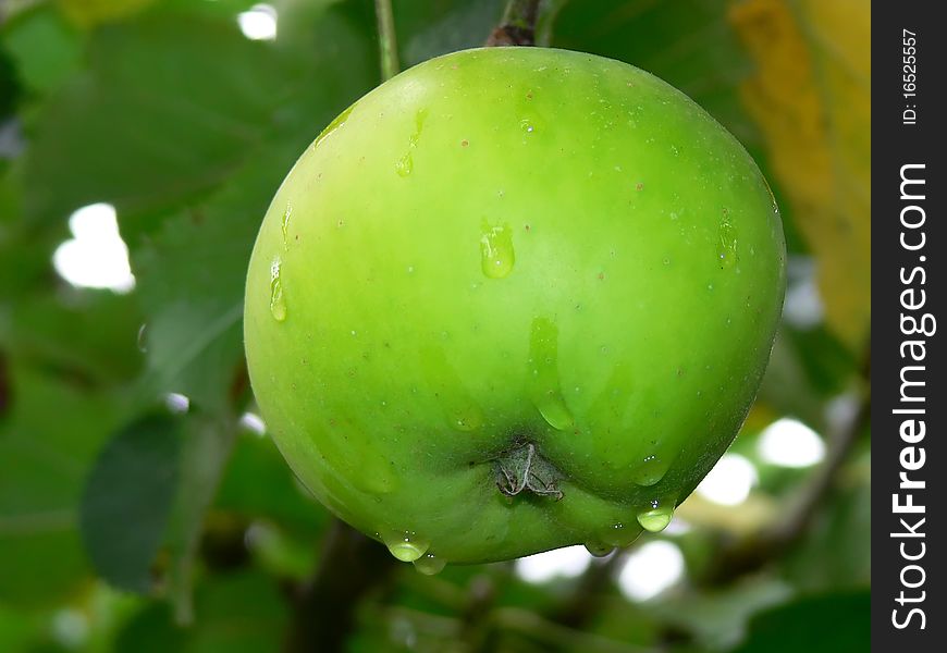 A green bramley cooking apple on the tree with morning dew droplets. A green bramley cooking apple on the tree with morning dew droplets.