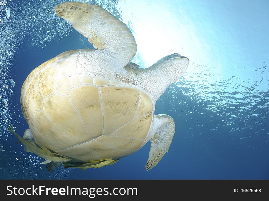 Green sea turtle swimming up to the surface.