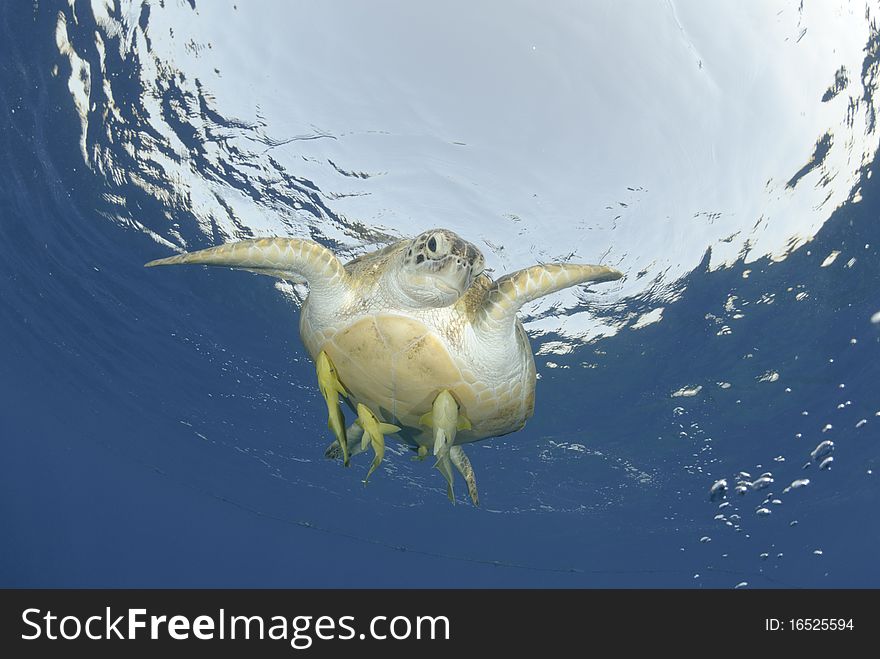 Green Turtle (chelonia mydas), endangered species, Adult female close to the ocean surface. Red Sea, Egypt. Green Turtle (chelonia mydas), endangered species, Adult female close to the ocean surface. Red Sea, Egypt.