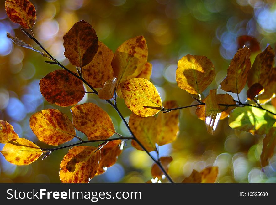 Beautiful colorful autumn leaves background.