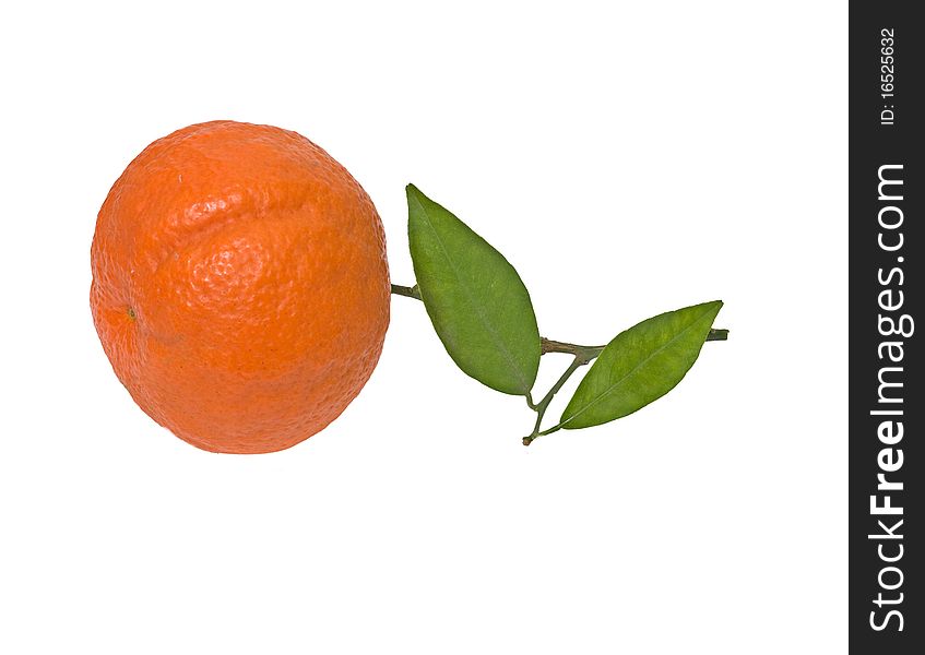 Tangerine On Branch