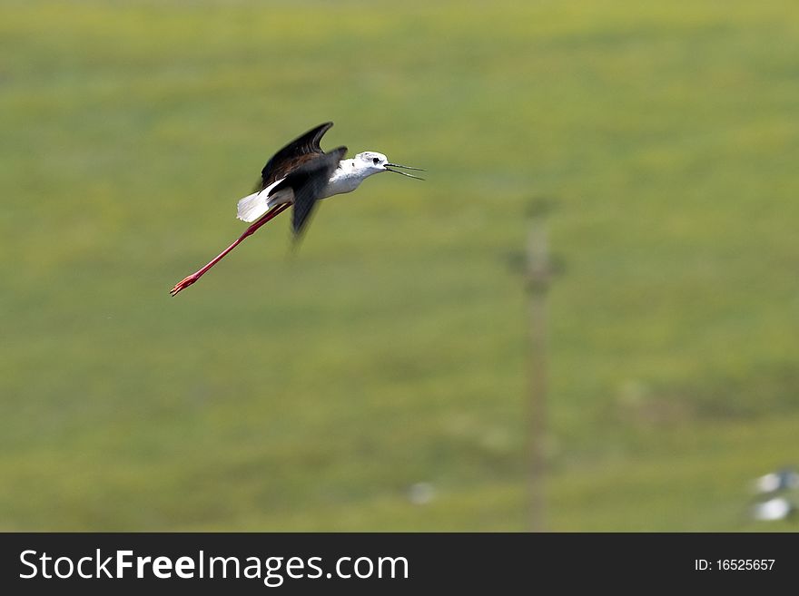 Black Winged Stilt (Himantopus himantopus) in flight. Black Winged Stilt (Himantopus himantopus) in flight