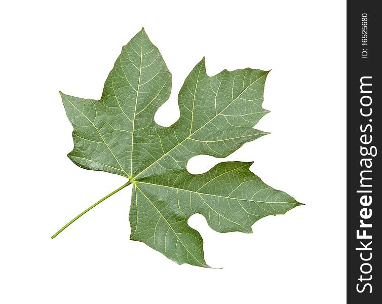 Close up of leaf isolated on white background