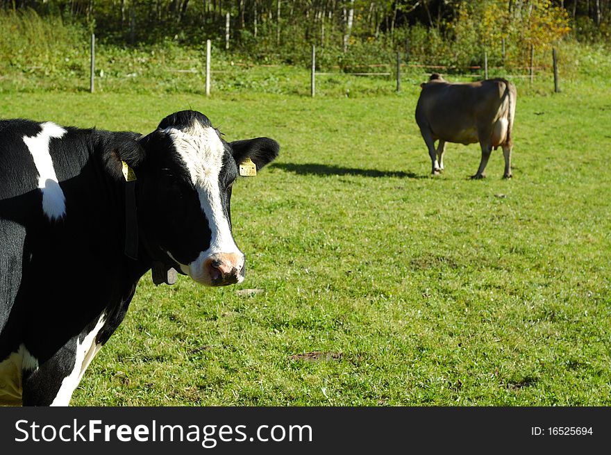 Cows on the meadow - taken in Tirol, Austria.