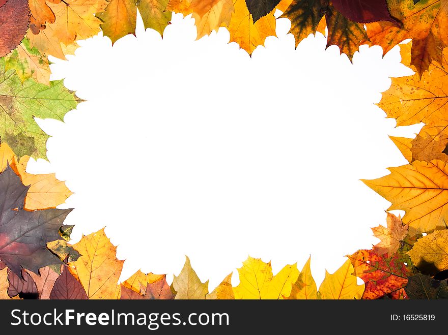 Colorful autumn leaves with copy space center