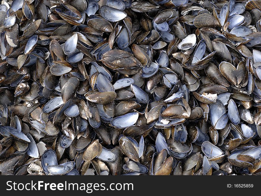 Seashells all over. Empty blue mussels as a background picture.