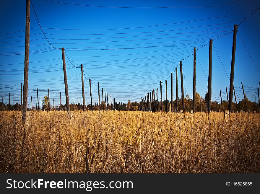 Landscape of a cereal field with columns. Landscape of a cereal field with columns