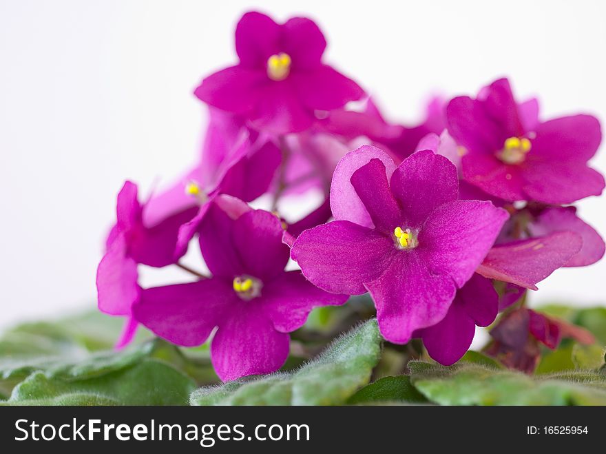 A bouquet of purple flowers isolated on white surface