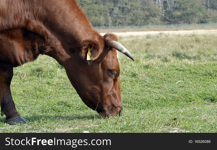 Red Danish cow grazing on a coastline field in Denmark. Old Danish race called Agersoekvaeg