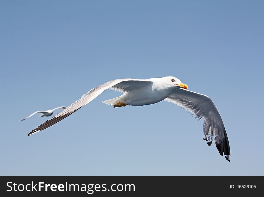 White seagull on the blue sky