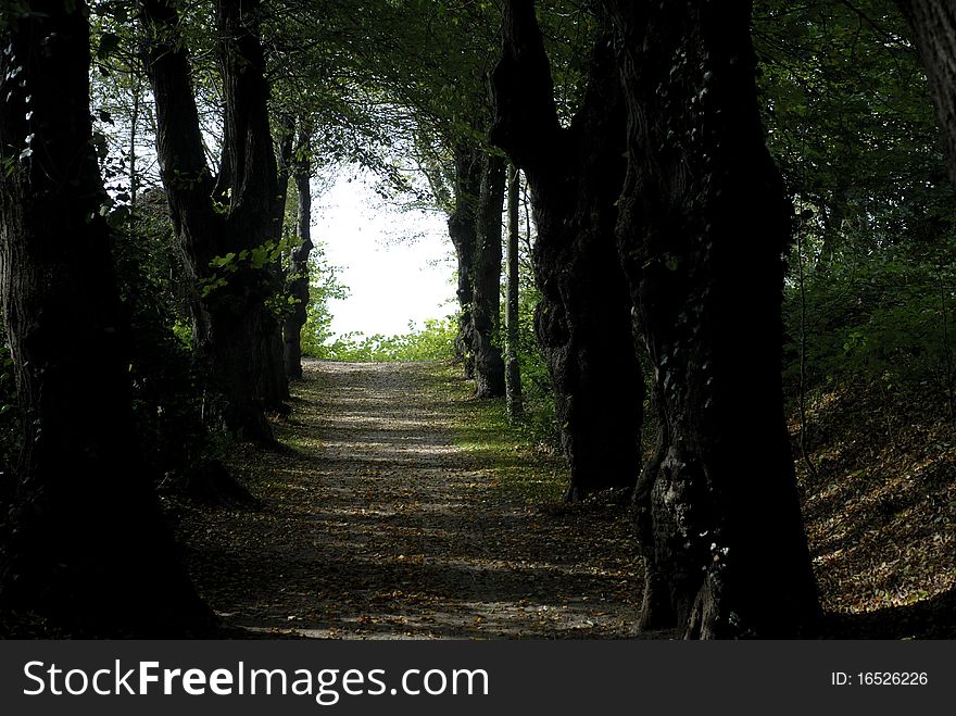 Danish park and forest avenue to the light close to the sea.