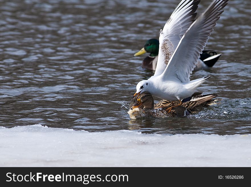 Gull fighting with Ducks for a piece of bread