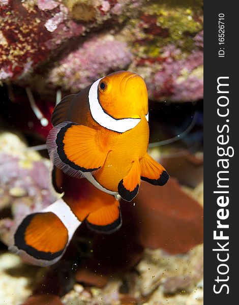 Ocellaris Clownfish in Coral Reef Aquarium