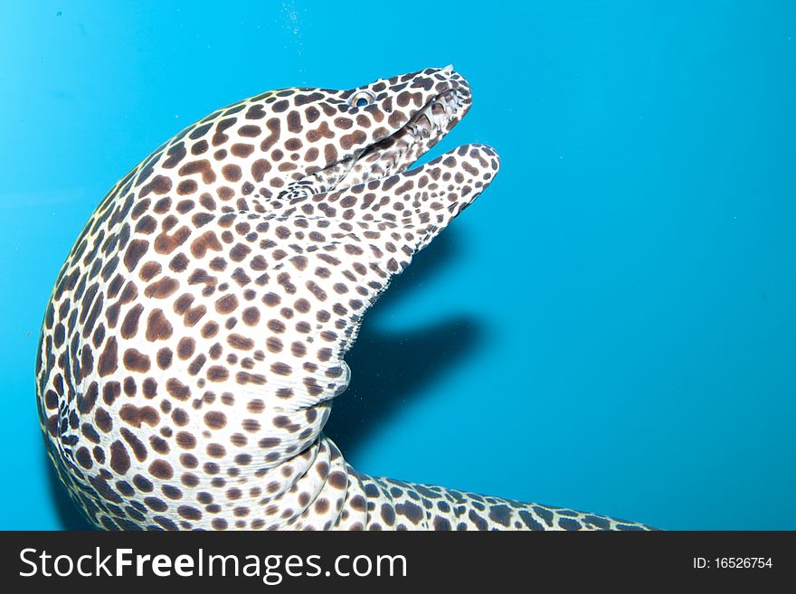 Tessalata Eel Portrait in Aquarium