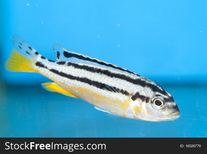 Auratus Cichlid fish in Aquarium