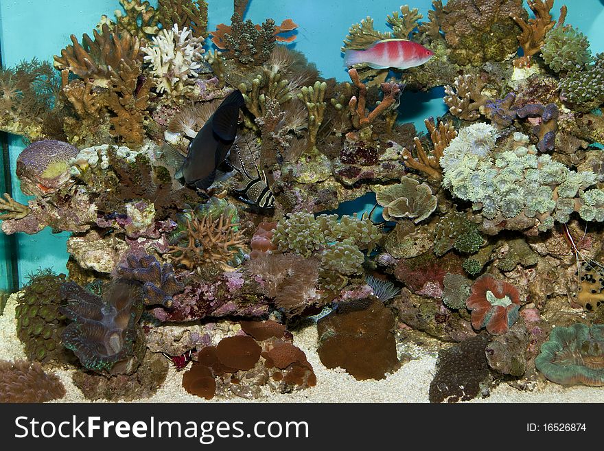 Coral Reef Fishes in Aquarium