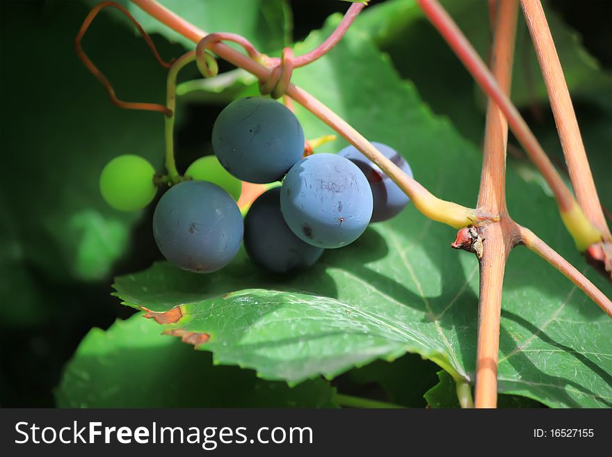 Photo of blue vine grapes. Photo of blue vine grapes