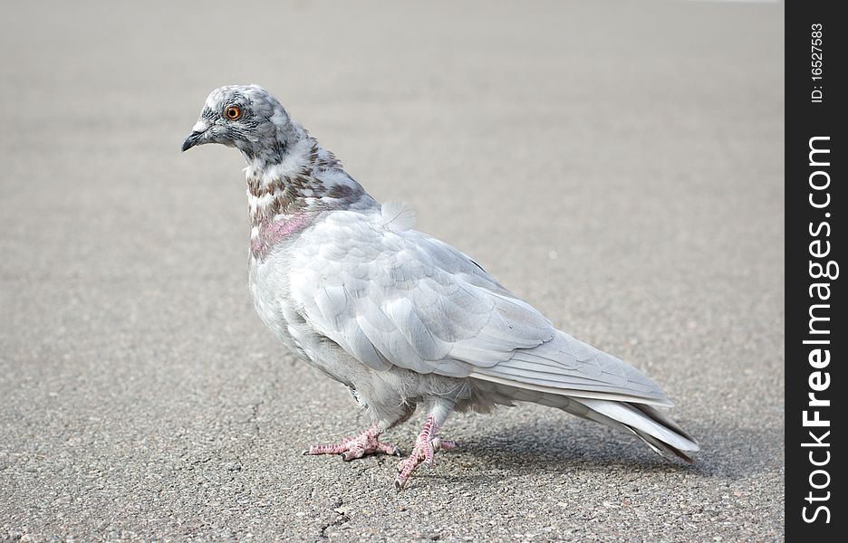 Grey pigeon walking on pavement with blurry background