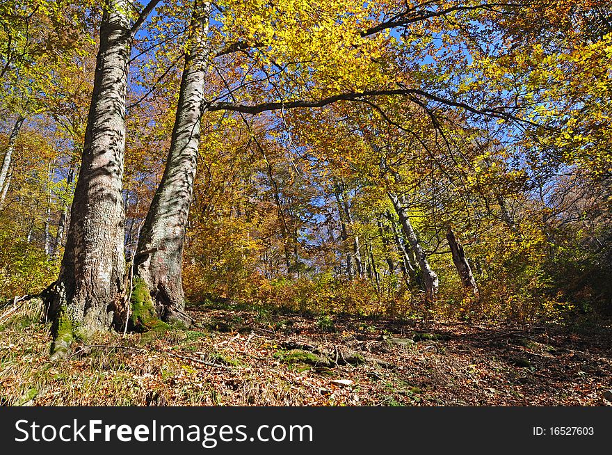 Beechen autumn wood in a bright landscape on a hillside. Beechen autumn wood in a bright landscape on a hillside