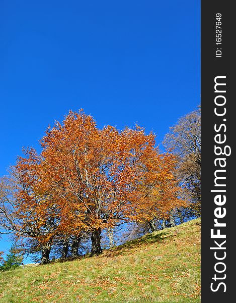 Autumn on a hillside in a bright landscape under the dark blue sky. Autumn on a hillside in a bright landscape under the dark blue sky.