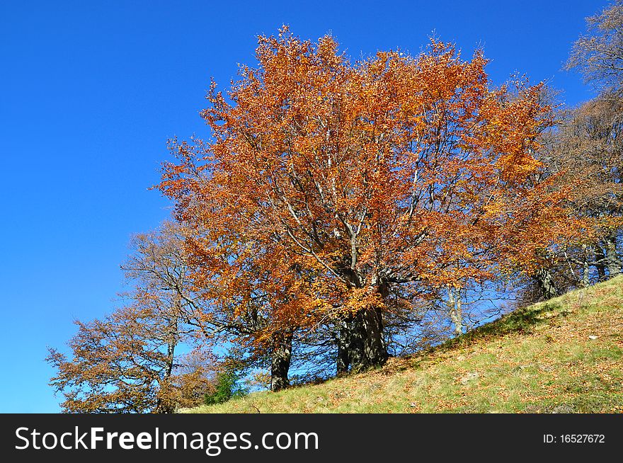 Autumn on a hillside in a bright landscape under the dark blue sky. Autumn on a hillside in a bright landscape under the dark blue sky.