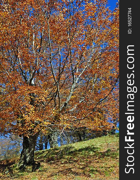 Autumn on a hillside in a bright landscape under the dark blue sky. Autumn on a hillside in a bright landscape under the dark blue sky.