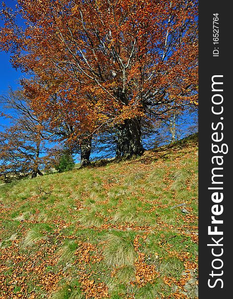 Autumn on a hillside in a bright landscape under the dark blue sky. Autumn on a hillside in a bright landscape under the dark blue sky.