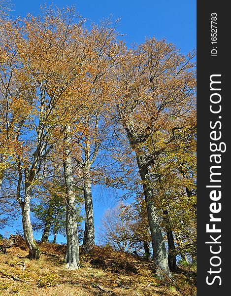 Beechen autumn wood in a bright landscape on a hillside. Beechen autumn wood in a bright landscape on a hillside.