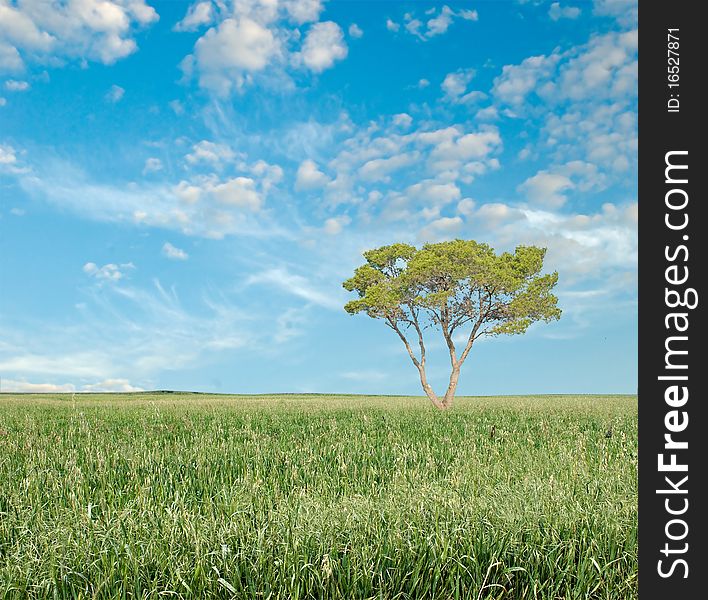 Tree on field on sky background