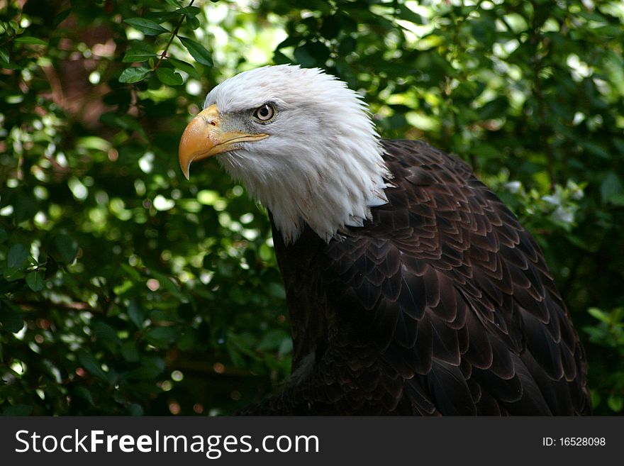 Bald eagle against tree back