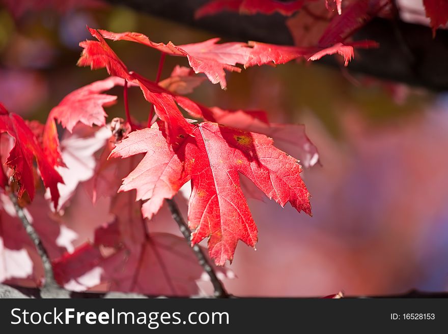 Red maple leaves closeup, shallow depth of field. Red maple leaves closeup, shallow depth of field