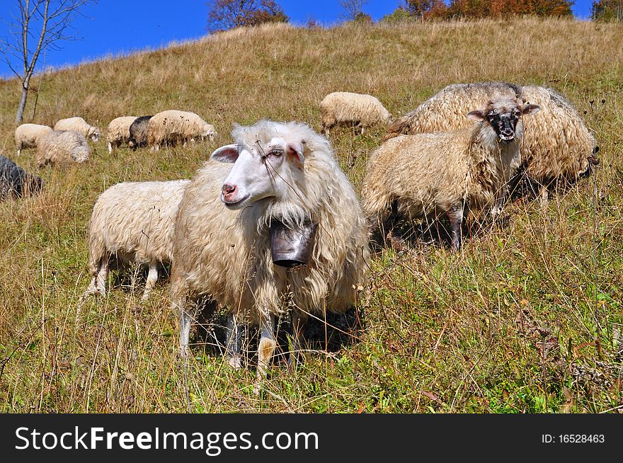 Sheep on a hillside in an autumn landscape under the dark blue sky. Sheep on a hillside in an autumn landscape under the dark blue sky.