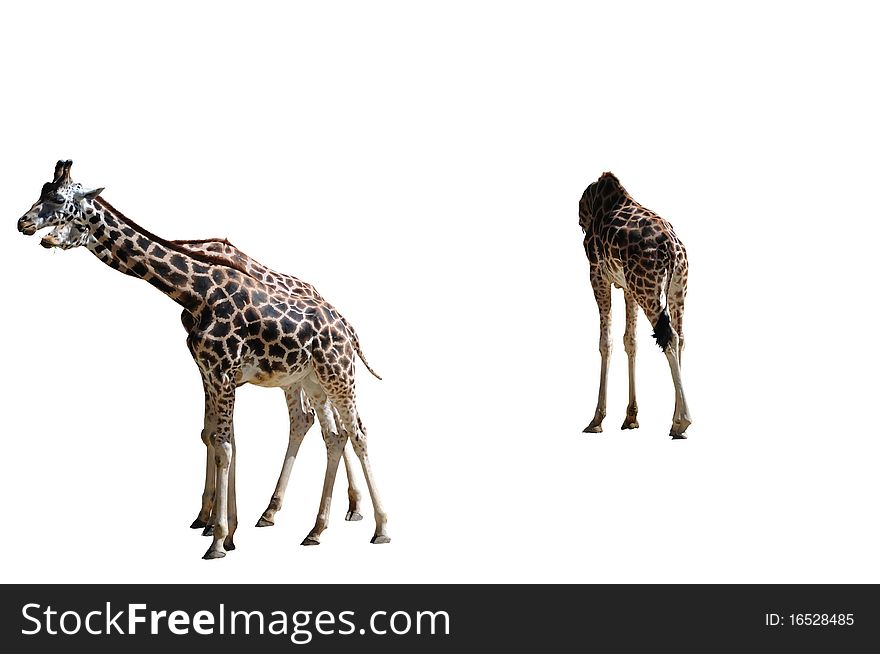 Three giraffes isolated on white background. Three giraffes isolated on white background