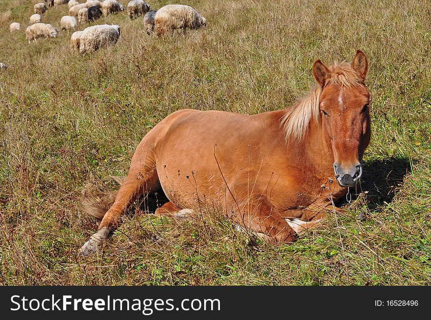 The horse has a rest on a hillside in an autumn landscape with sheep on a background. The horse has a rest on a hillside in an autumn landscape with sheep on a background.