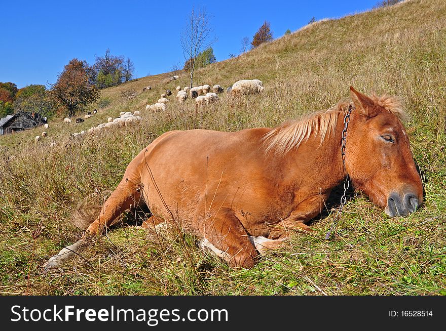 The Horse Has A Rest On A Hillside.