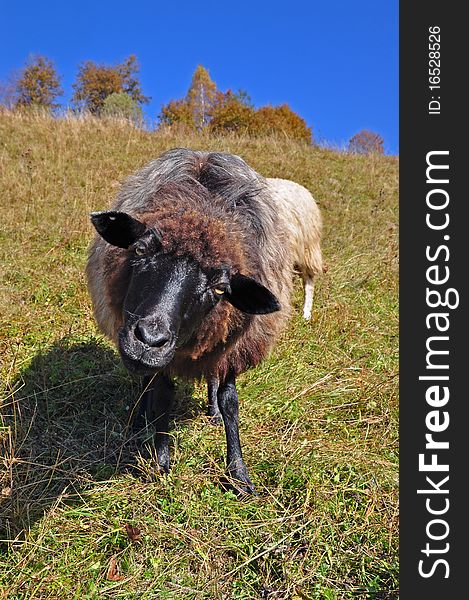 Sheep on a hillside in an autumn landscape under the dark blue sky. Sheep on a hillside in an autumn landscape under the dark blue sky.