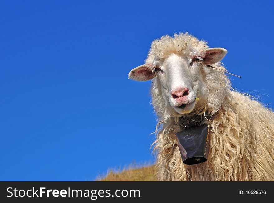 Sheep on a hillside in an autumn landscape under the dark blue sky. Sheep on a hillside in an autumn landscape under the dark blue sky.