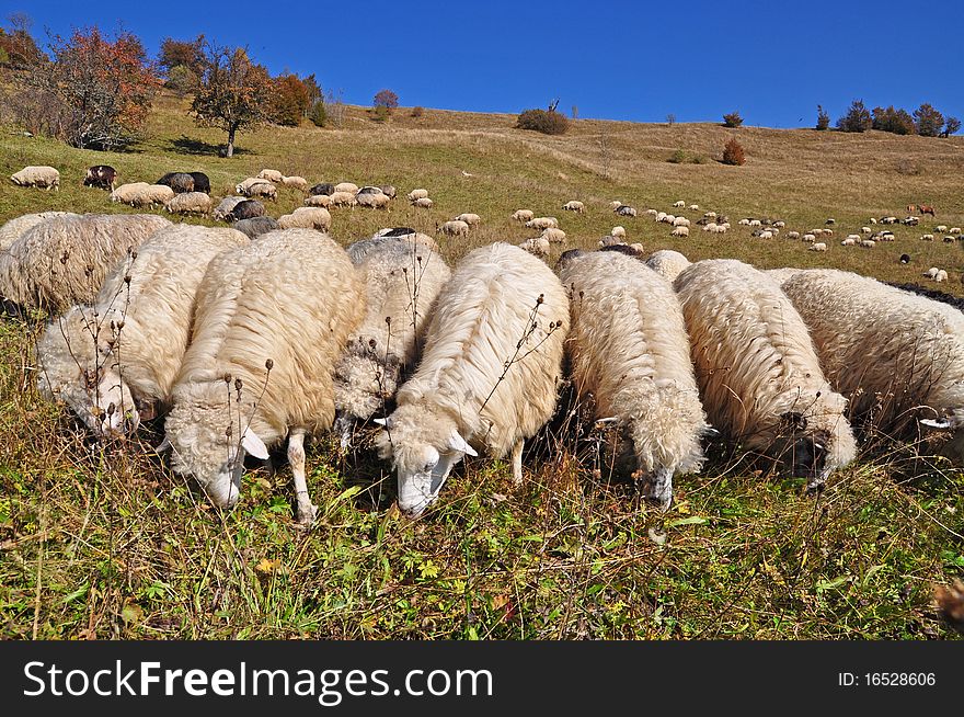 Sheep on a hillside.