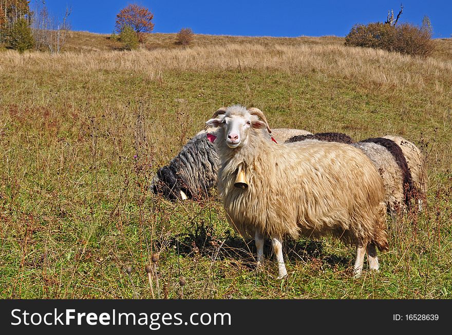 Sheep on a hillside in an autumn landscape under the dark blue sky. Sheep on a hillside in an autumn landscape under the dark blue sky.