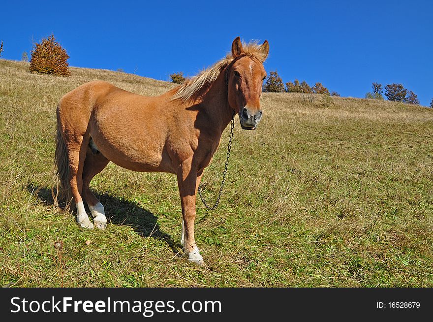 A horse on a hillside in an autumn landscape under the dark blue sky. A horse on a hillside in an autumn landscape under the dark blue sky.