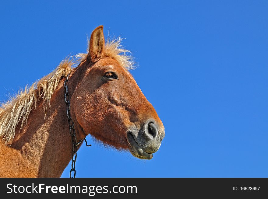 Head of a horse close up.