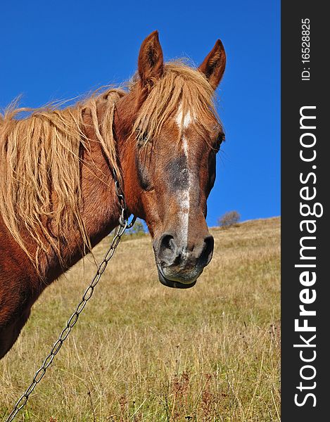 A head of a horse close up in a landscape against the dark blue sky. A head of a horse close up in a landscape against the dark blue sky.