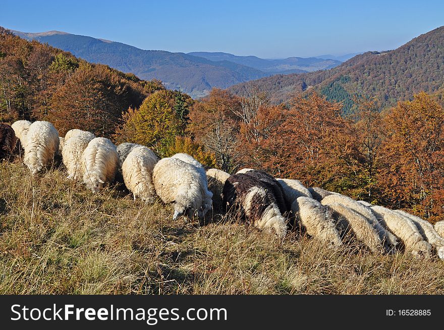 Sheep on a hillside in an autumn landscape under the dark blue sky. Sheep on a hillside in an autumn landscape under the dark blue sky.