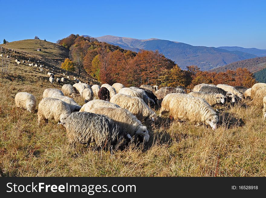 Sheep on a hillside in an autumn landscape under the dark blue sky. Sheep on a hillside in an autumn landscape under the dark blue sky.
