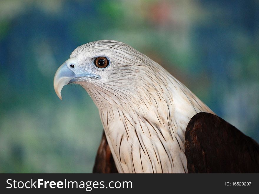 Bird of prey eagle portrait with nice bokeh