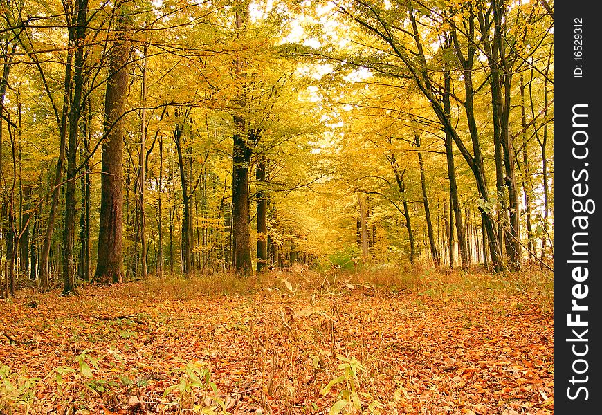 Yellow dry leaves in autumn forest