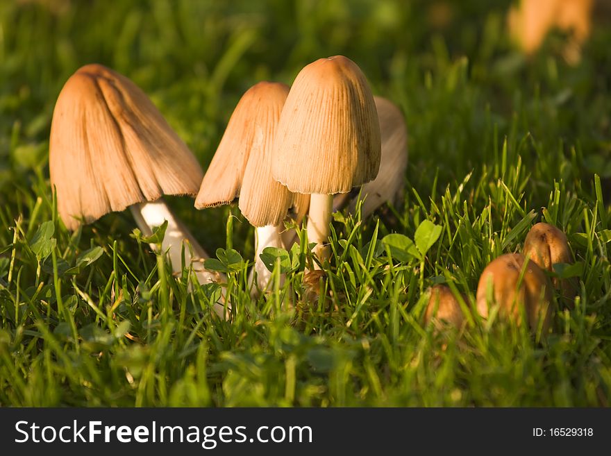 Backyard mushrooms in the grass.