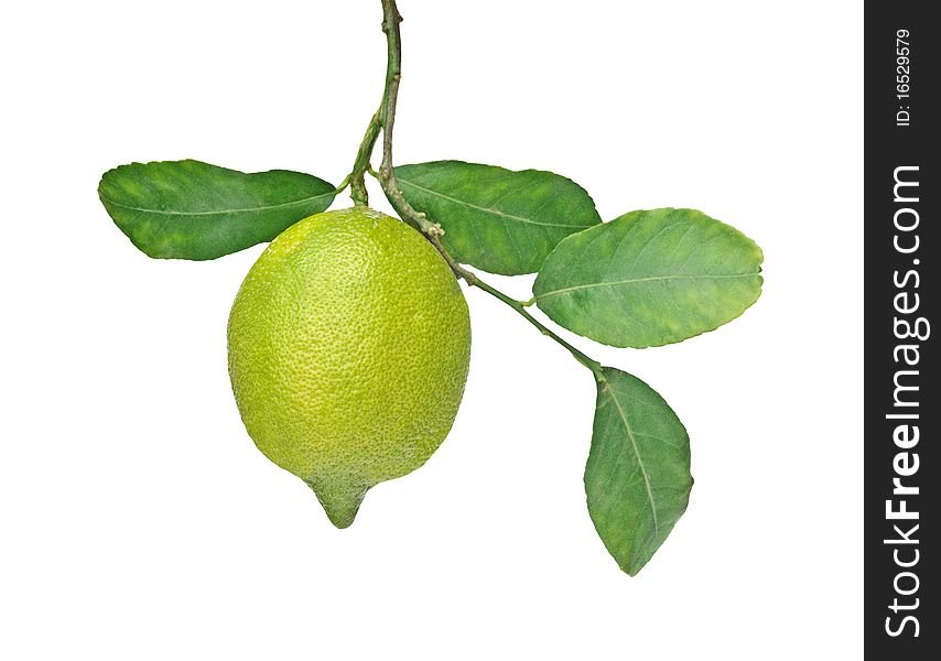 Close up of lemon on branch
