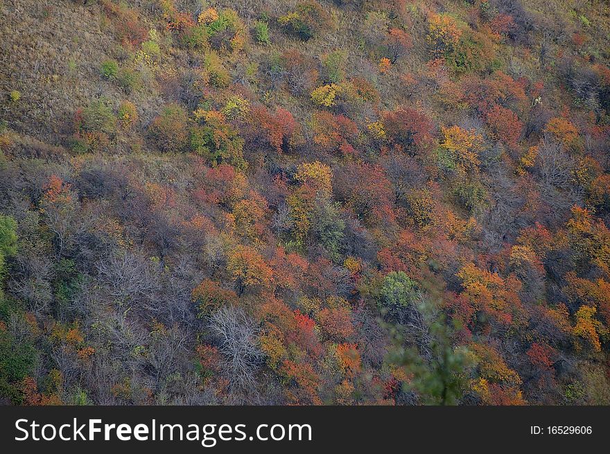 Natural texture with autumn colors in October